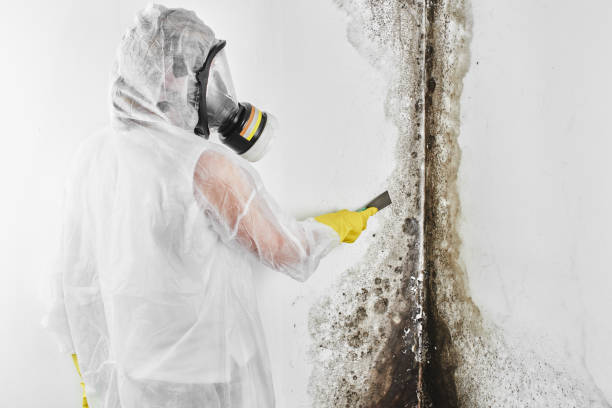 Best Post-Flood Mold Remediation in Stro Valley, CA
