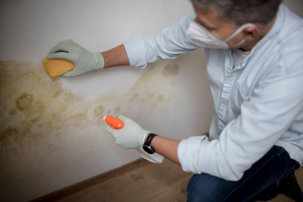 Best White Mold Remediation in Stro Valley, CA