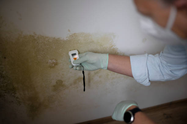 Best Bathroom Mold Remediation in Stro Valley, CA