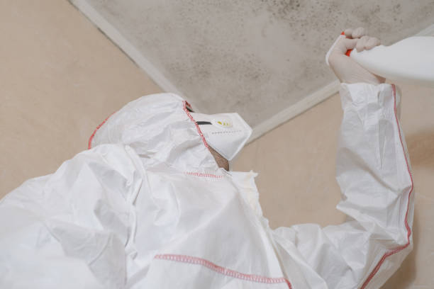 Best DIY Mold Remediation Support Services in Stro Valley, CA